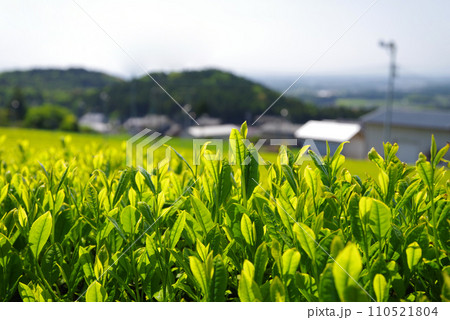 《新茶畑・水沢》伊勢茶 《新茶畑・水沢》伊勢茶 110521804