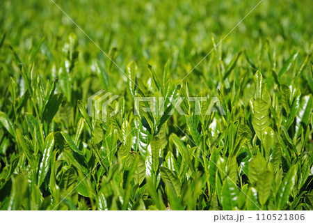 《新茶畑・水沢》伊勢茶 110521806