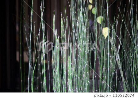 坪庭の木賊 坪庭の木賊 110522074