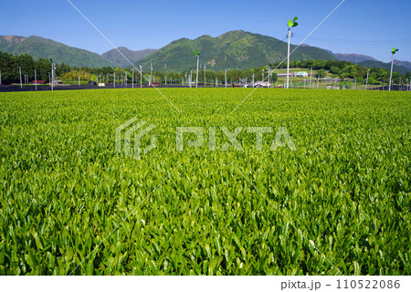 《新茶の香り》伊勢茶の産地「水沢」の新茶畑 《新茶の香り》伊勢茶の産地「水沢」の新茶畑 110522086