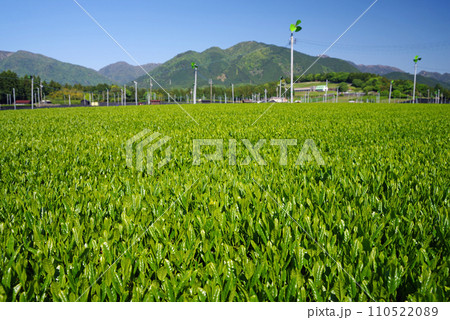 《新茶の香り》伊勢茶の産地「水沢」の新茶畑 《新茶の香り》伊勢茶の産地「水沢」の新茶畑 110522089