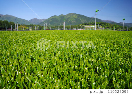 《新茶の香り》伊勢茶の産地「水沢」の新茶畑 《新茶の香り》伊勢茶の産地「水沢」の新茶畑 110522092