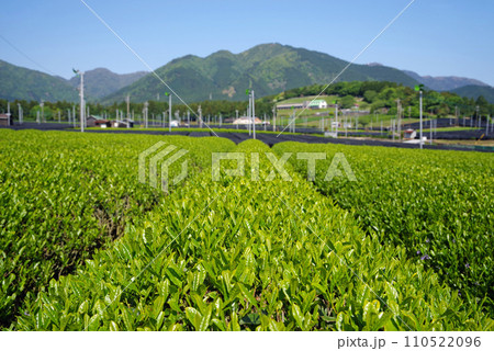 《新茶の香り》伊勢茶の産地「水沢」の新茶畑 110522096