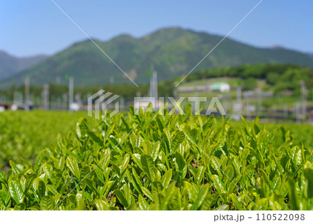 《新茶の香り》伊勢茶の産地「水沢」の新茶畑 110522098