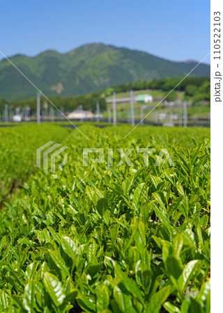 《新茶の香り》伊勢茶の産地「水沢」の新茶畑 110522103