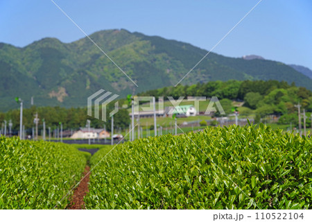 《新茶の香り》伊勢茶の産地「水沢」の新茶畑 110522104