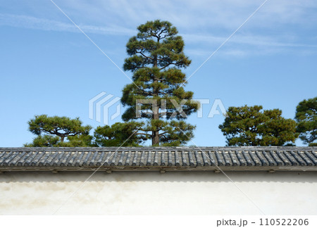 二条城　城壁と松の木　京都市中京区 110522206