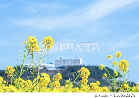 菜の花咲く伊良湖岬のホテル 菜の花咲く伊良湖岬のホテル 110522278