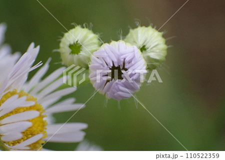 ハルジオンの白い花 ハルジオンの白い花 110522359
