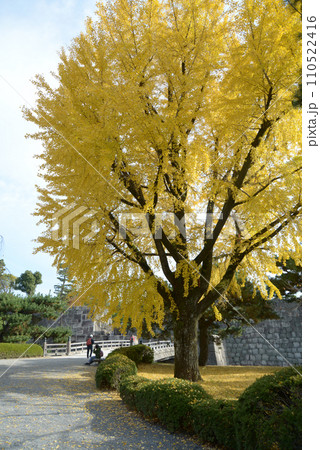 二条城 城内のイチョウの黄葉 京都市中京区 二条城 城内のイチョウの黄葉 京都市中京区 110522416