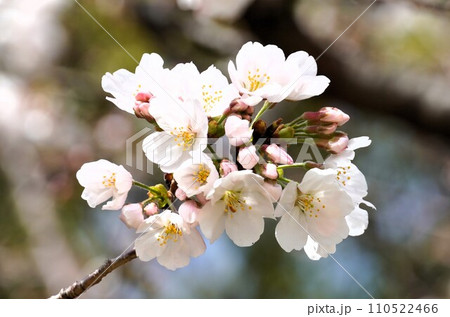 桜 桜 110522466