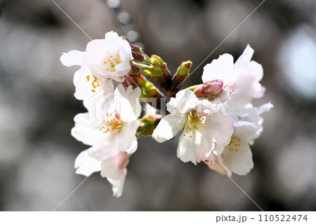 桜 110522474