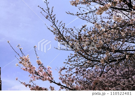 桜 110522481