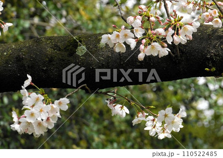 桜 桜 110522485