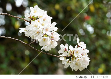 桜 110522486