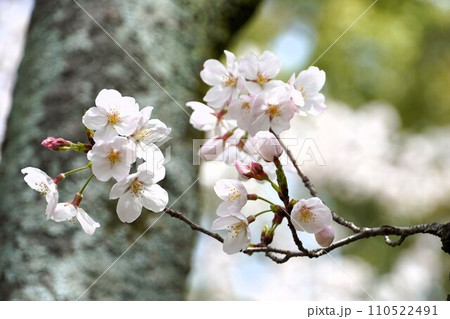 桜 桜 110522491