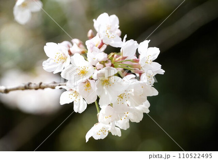 桜 110522495