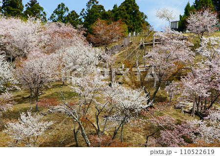 吉野山　桜　奈良県 110522619