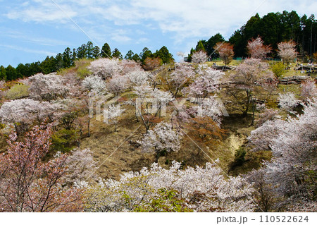 吉野山 桜 奈良県 吉野山 桜 奈良県 110522624