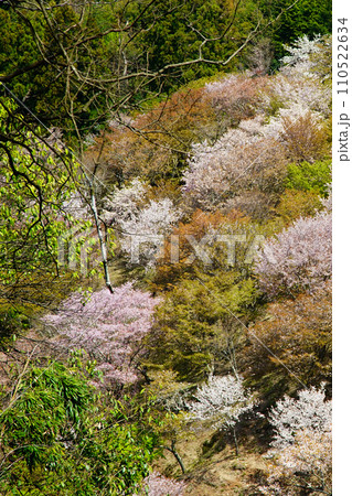 吉野山 桜 奈良県 吉野山 桜 奈良県 110522634