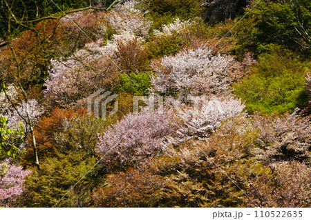 吉野山 桜 奈良県 吉野山 桜 奈良県 110522635