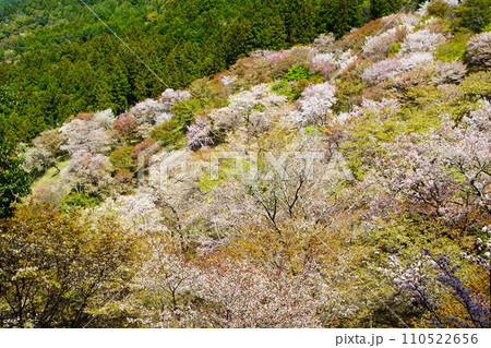 吉野山 桜 奈良県 吉野山 桜 奈良県 110522656
