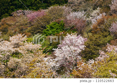 吉野山 桜 奈良県 吉野山 桜 奈良県 110522663