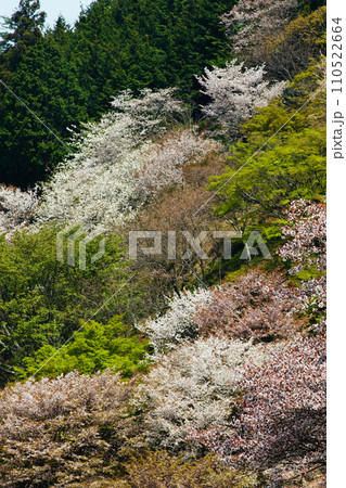 吉野山 桜 奈良県 吉野山 桜 奈良県 110522664