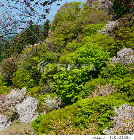 吉野山　桜　奈良県 110522680