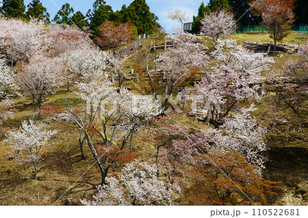 吉野山　桜　奈良県 110522681