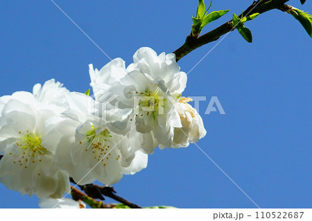 吉野山 桜 奈良県 吉野山 桜 奈良県 110522687