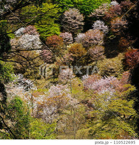 吉野山 桜 奈良県 吉野山 桜 奈良県 110522695