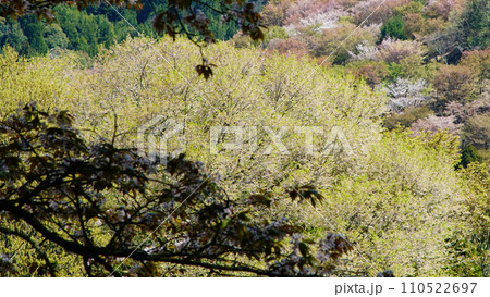 吉野山　桜　奈良県 110522697