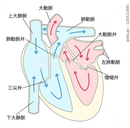心臓の断面図4 110522895