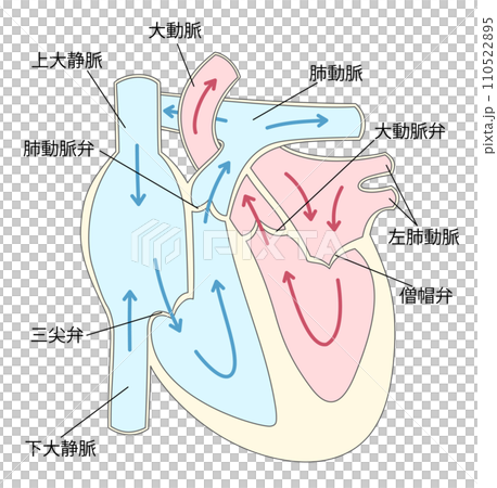 心臟橫切面 4 110522895