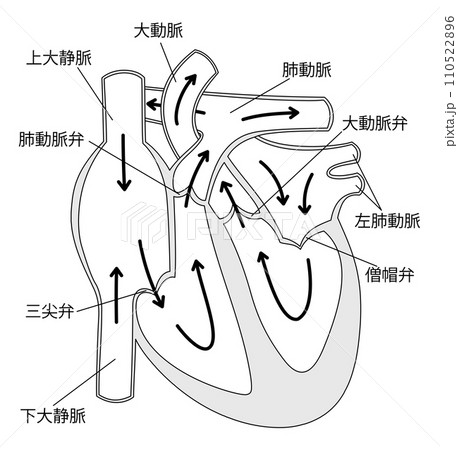 心臓の断面図4白黒 110522896