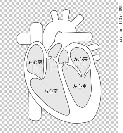 Heart cross section 2 black and white 110522899