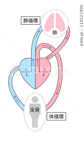 体循環と肺循環のイラスト1 110522900
