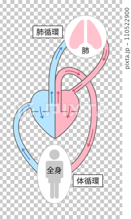 体循環と肺循環のイラスト1 110522900