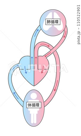 体循環と肺循環のイラスト2 110522901