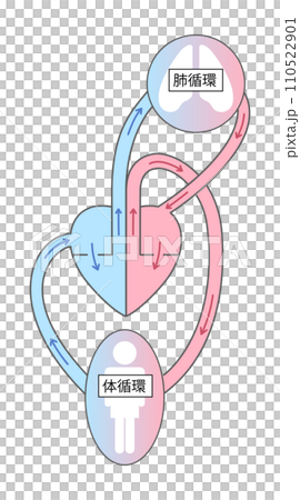 体循環と肺循環のイラスト2 110522901