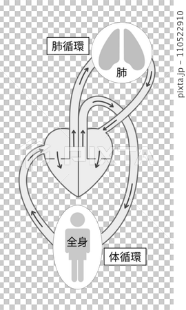 Illustration of systemic circulation and pulmonary circulation 1 black and white Illustration of systemic circulation and pulmonary circulation 1 black and white 110522910