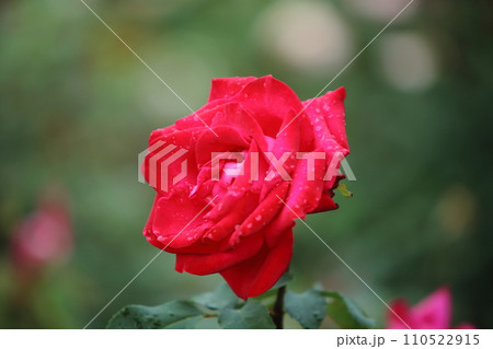 荒尾市　おもやい市民花壇　バラの花、 110522915