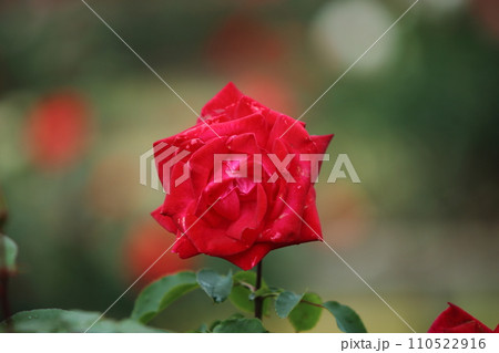 荒尾市 おもやい市民花壇 バラの花、 荒尾市 おもやい市民花壇 バラの花、 110522916