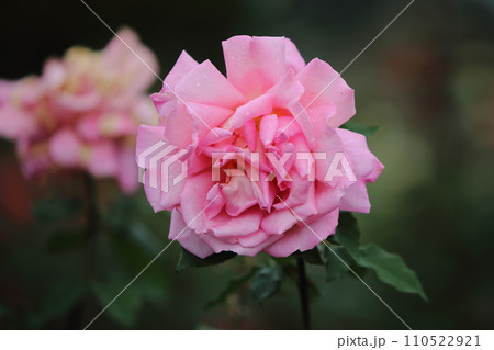 荒尾市　おもやい市民花壇　バラの花、 110522921