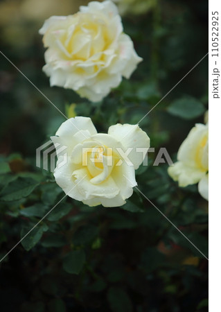 荒尾市　おもやい市民花壇　バラの花、 110522925