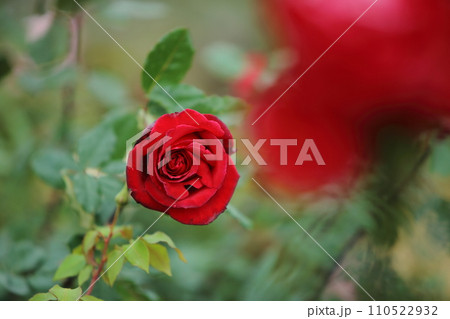 荒尾市　おもやい市民花壇　バラの花、 110522932
