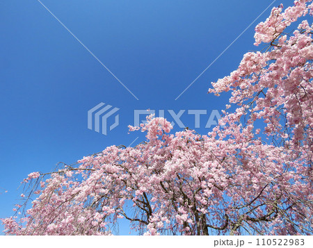 春イメージ〜青空と満開のヤエザクラ 110522983