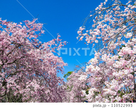 春イメージ〜青空と満開の枝垂れ桜 110522993
