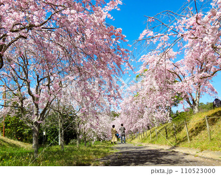 春イメージ〜青空と満開の枝垂れ桜 110523000
